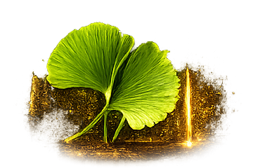 GINKGO BILOBA